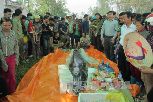 Một cá ông mắc cạn, dạt vào bờ biển Thanh Hóa